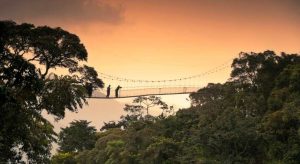 Drive to Nyungwe National Park from Kigali in 4 hours. Chimpanzee trekking, canopy walkway and primates. Rent a 4×4 from $40/day with insurance and unlimited mileage.