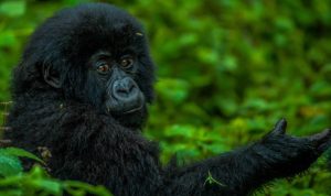 Rent a 4×4 for Volcanoes National Park from Kigali — 110 km, 2-hour drive. Land Cruiser or RAV4 from $40/day. Gorilla trekking, golden monkeys, Mount Bisoke hike.