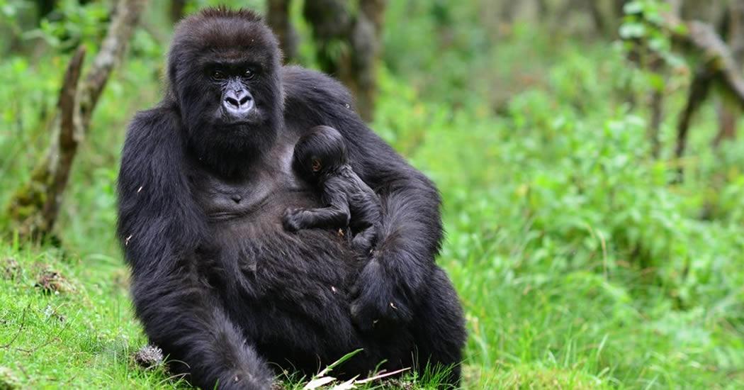 gorillas the endangered that made famous Rwanda