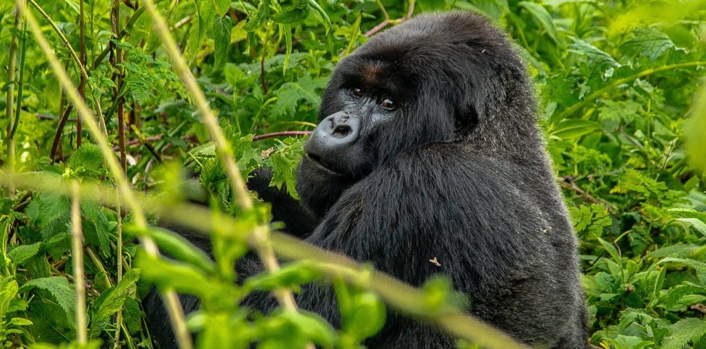 If you're planning a holiday in Rwanda, there are many things to see and do that will make your trip unforgettable. Rent a Car Kigali offers reliable car rental services in Rwanda with top-quality vehicles for self-drive or chauffeur-driven options. Enjoy excellent customer service and explore Rwanda with ease.