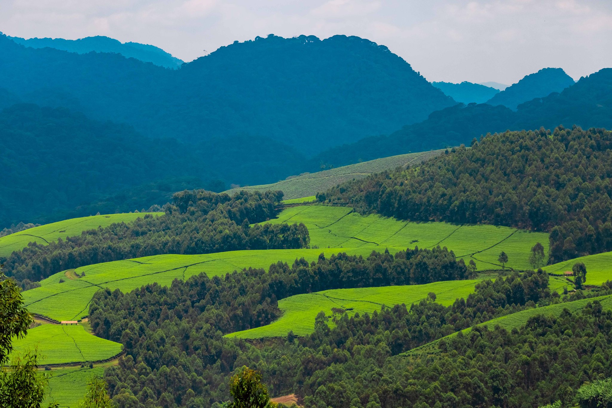 Contact Rent a Car Kigali to reserve your vehicle and start planning your adventure in Nyungwe National Park today!