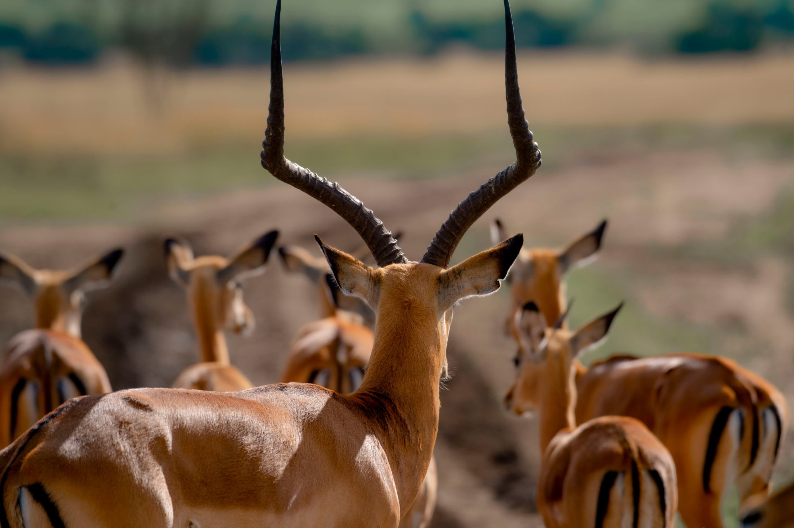 Akagera National Park Self-Drive Guide 2026 | Rwanda Safari