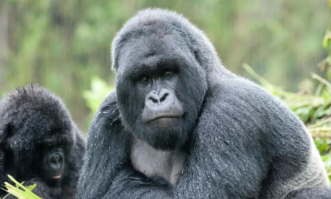 How to plan your car rental for gorilla trekking in Rwanda — permits, driving times from Kigali, vehicle choice, where to park at Volcanoes NP and what to do after.