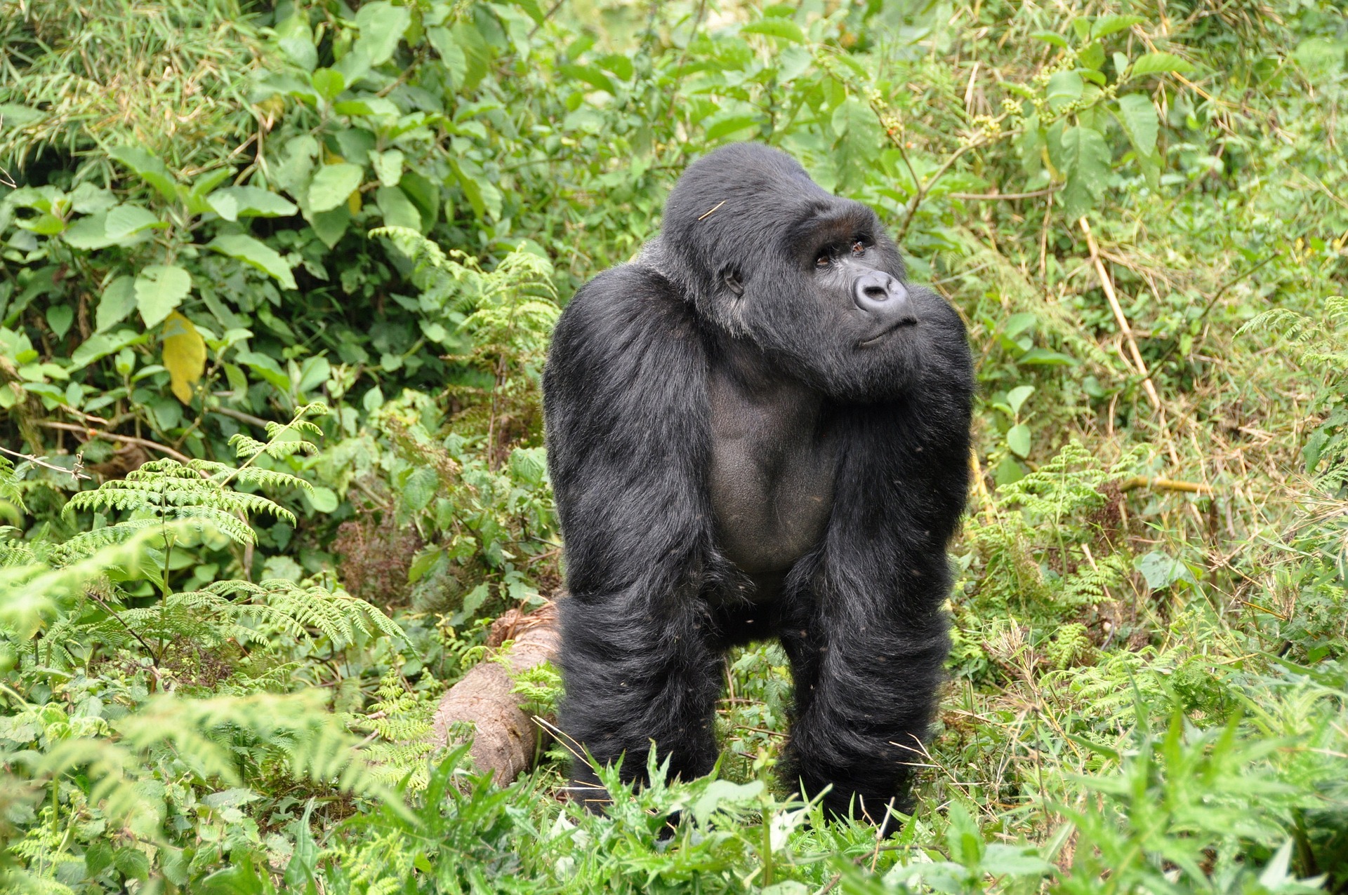 Musanze car rental gorilla trekking Volcanoes National Park 2026