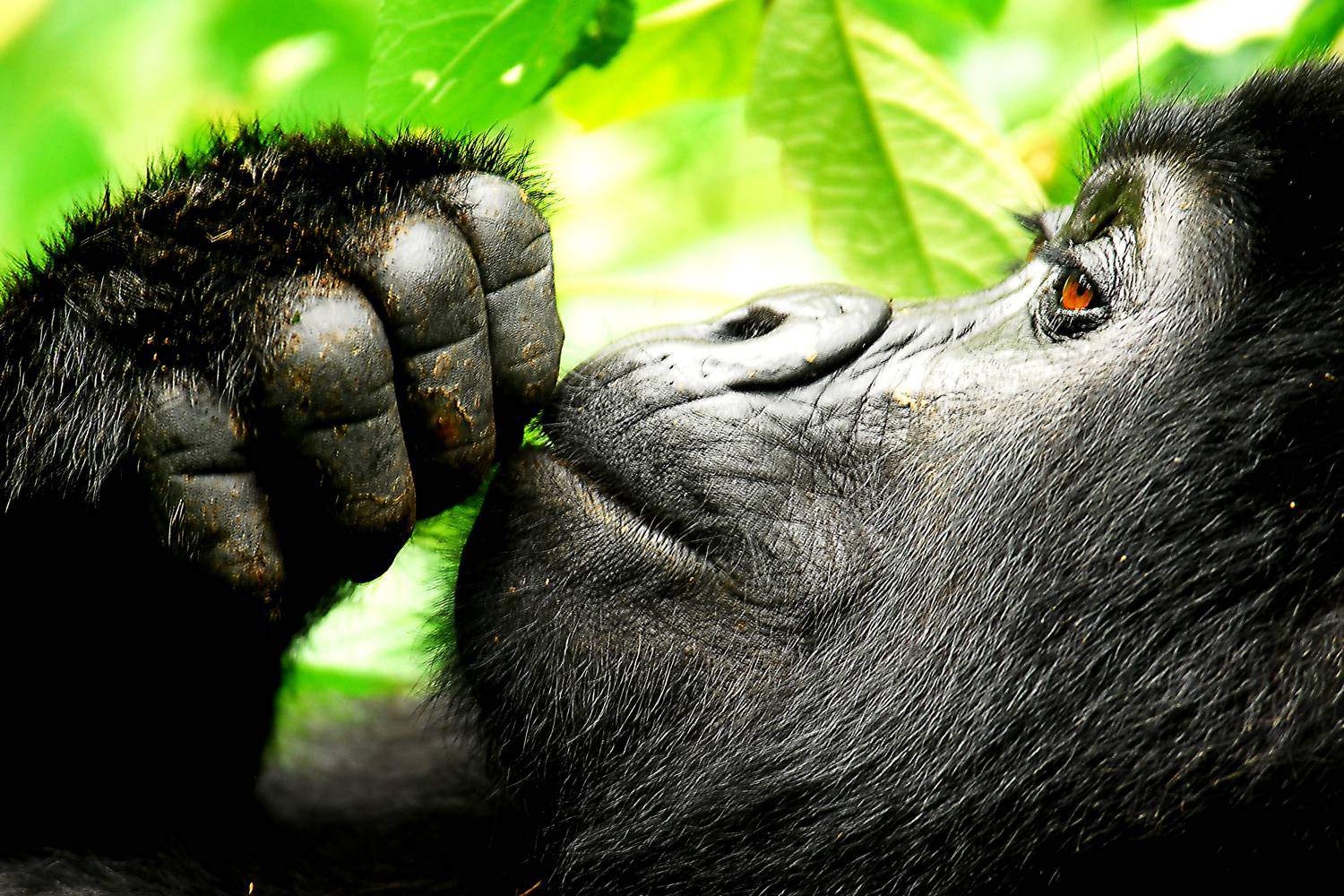 gorilla trekking Rwanda total cost
